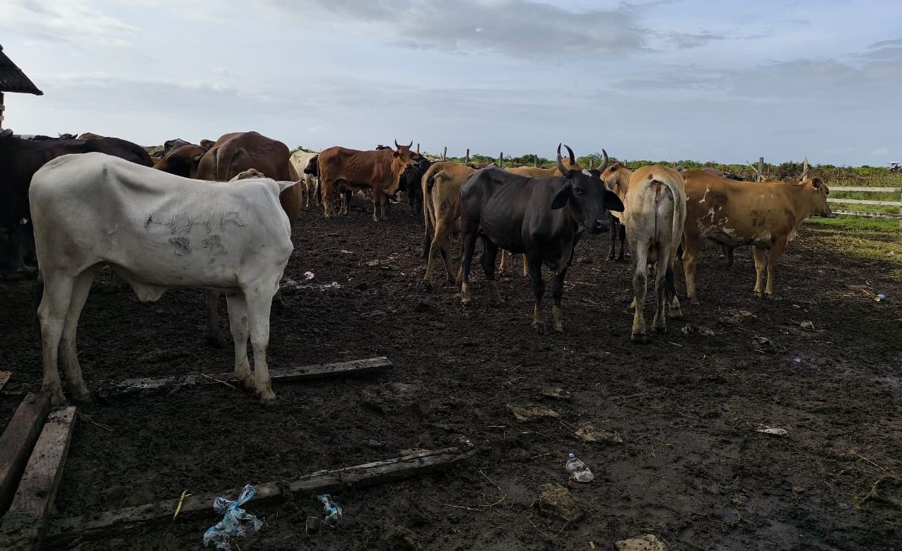 Cattle rustlers outsmart police with new theft scheme in Berbice