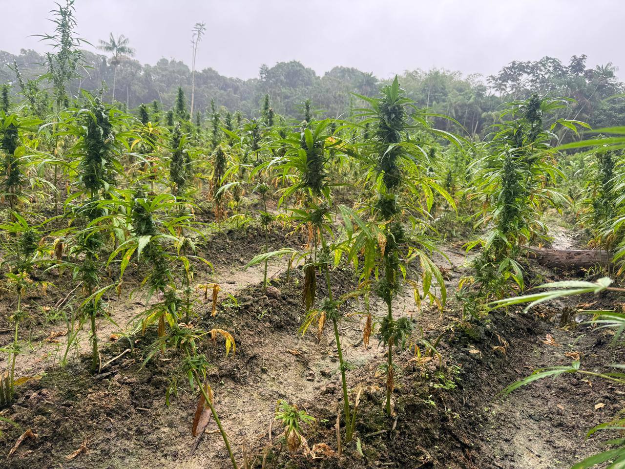 Police burn $344M worth of ganja