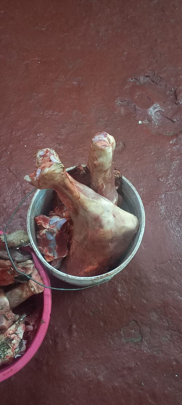 Suspected cattle thief nabbed