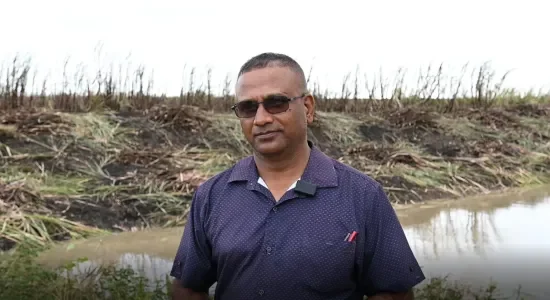 GuySuCo says Berbice estates record highest daily output since reopening