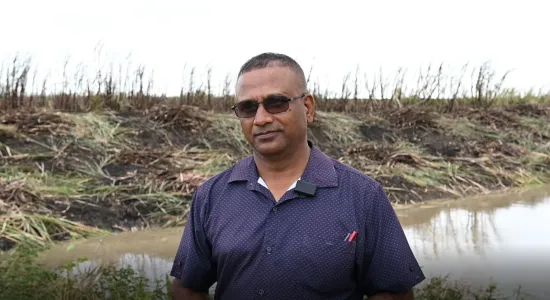 GuySuCo says Berbice estates record highest daily output since reopening