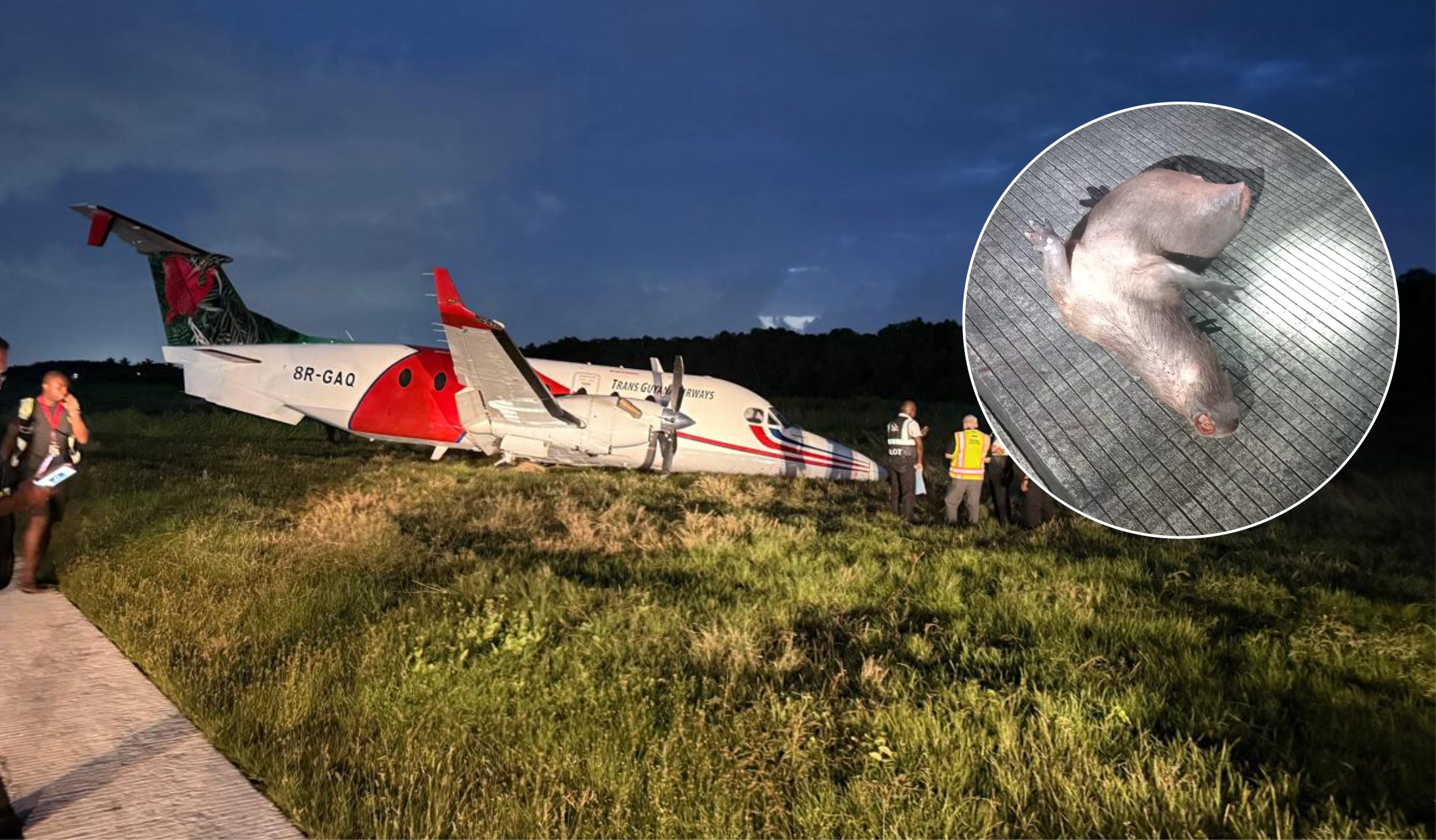 Aircraft damaged after Capybara collision at Ogle airport