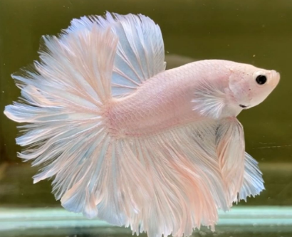 Interesting Creature: The Fascinating Origin of Betta Fish