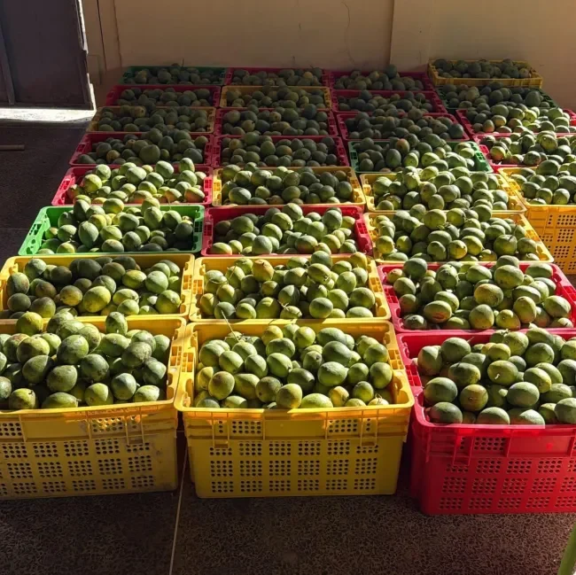 Land prep, planting for mango initiative to start mid-year