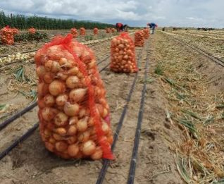 Region Nine farmers reap over $15M from onion harvest