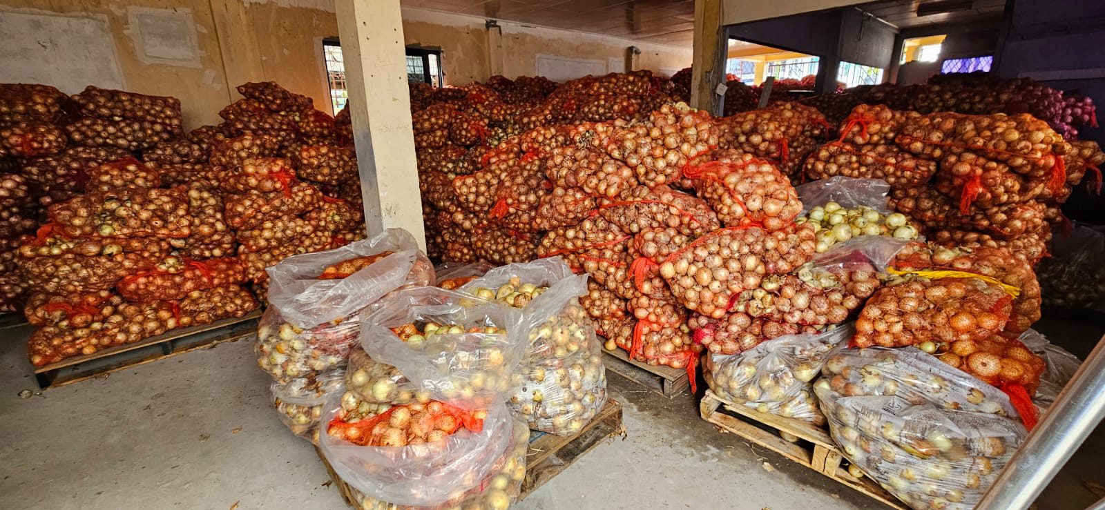 Onion pilot project yields 2,000 bags
