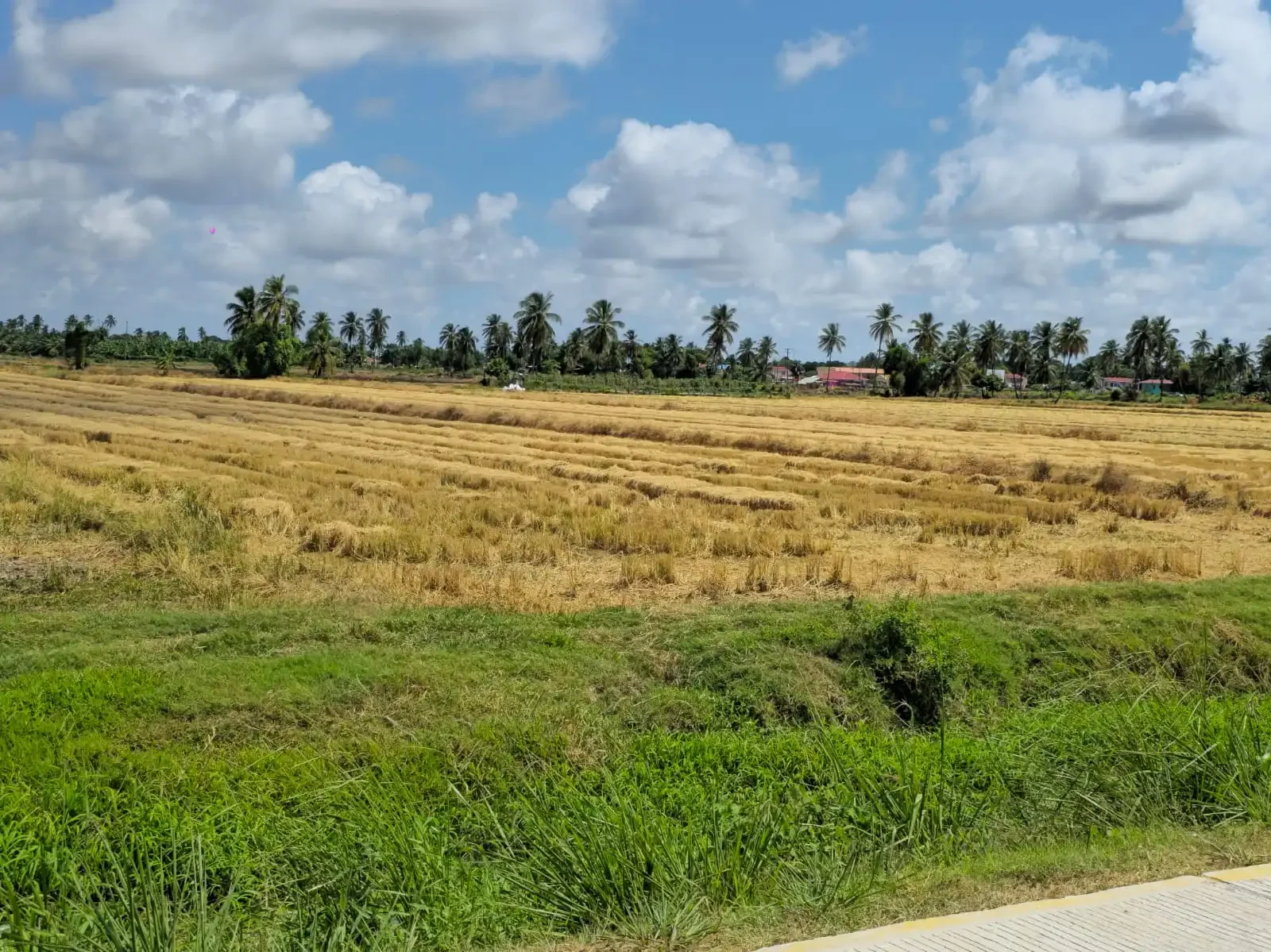 Min. Mustapha to meet millers as concerns grow over low paddy prices
