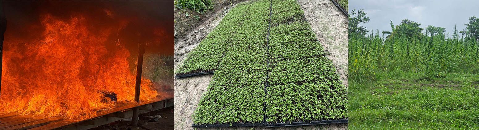 Police destroy $258.7M in ganja in Upper Berbice River