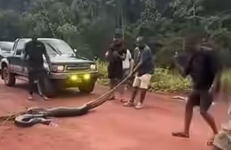 Iwokrama condemns harassment of giant green anaconda in protected forest