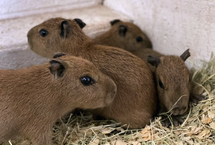 Interesting Creature: Capybara