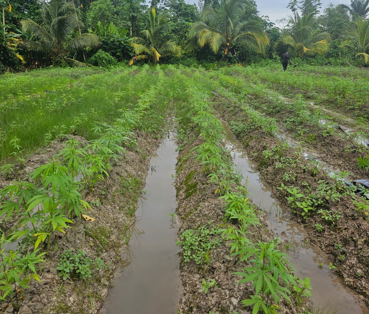 Police destroy marijuana farm at Kimbia