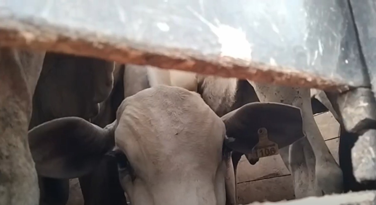 Opposition, ministry clash over cattle shipment amid border corruption allegations