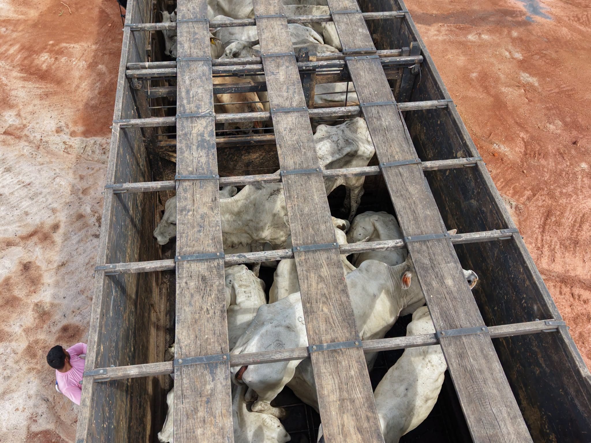 Pregnant heifers safely reach Ebini