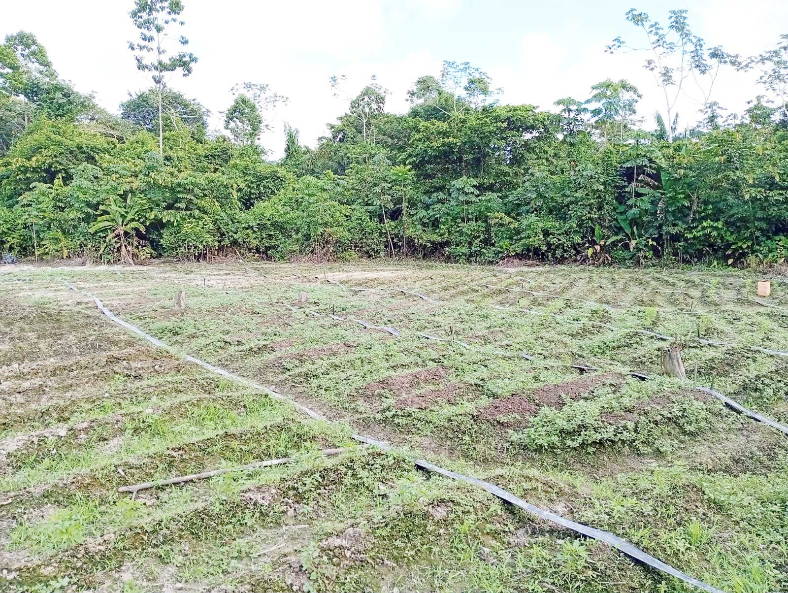 Firearm, ammo found during police drug eradication exercise in Upper Berbice River