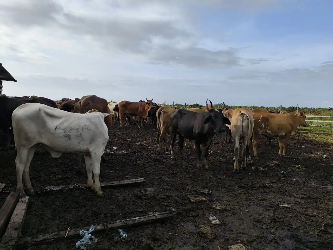 Cattle theft driving Berbice farmers out of industry