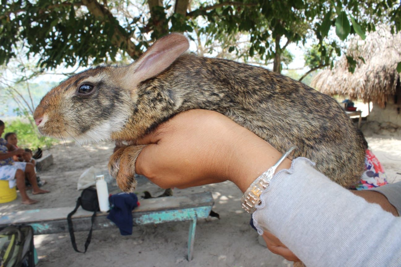 Rare cottontail rabbit scientifically recorded in Guyana for first time
