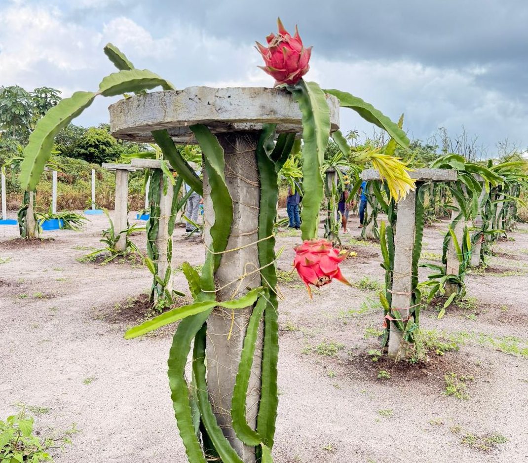 Dragon fruit expands root in Guyana