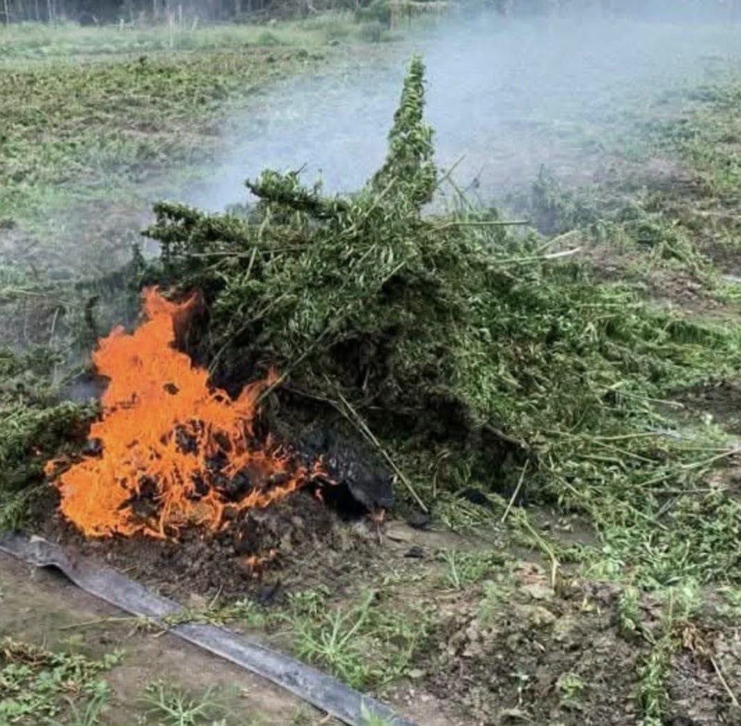 700 cannabis plants, 100 pounds of dried cannabis destroyed at Ebini