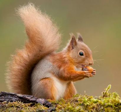 Interesting creature: Red Squirrels (Sciurus vulgaris)