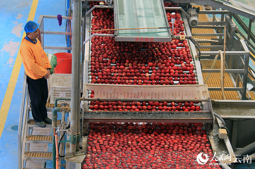 Smart technology boosts early-ripening apple harvest in SW China's Yunnan