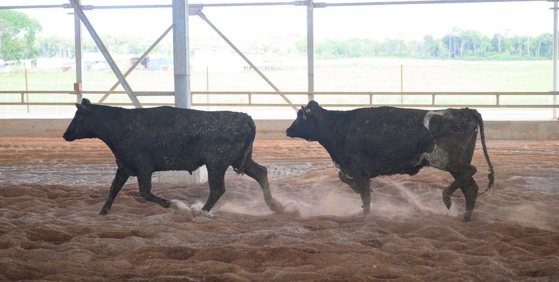 Second shipment of milking cows arrive to expand DDL's farm