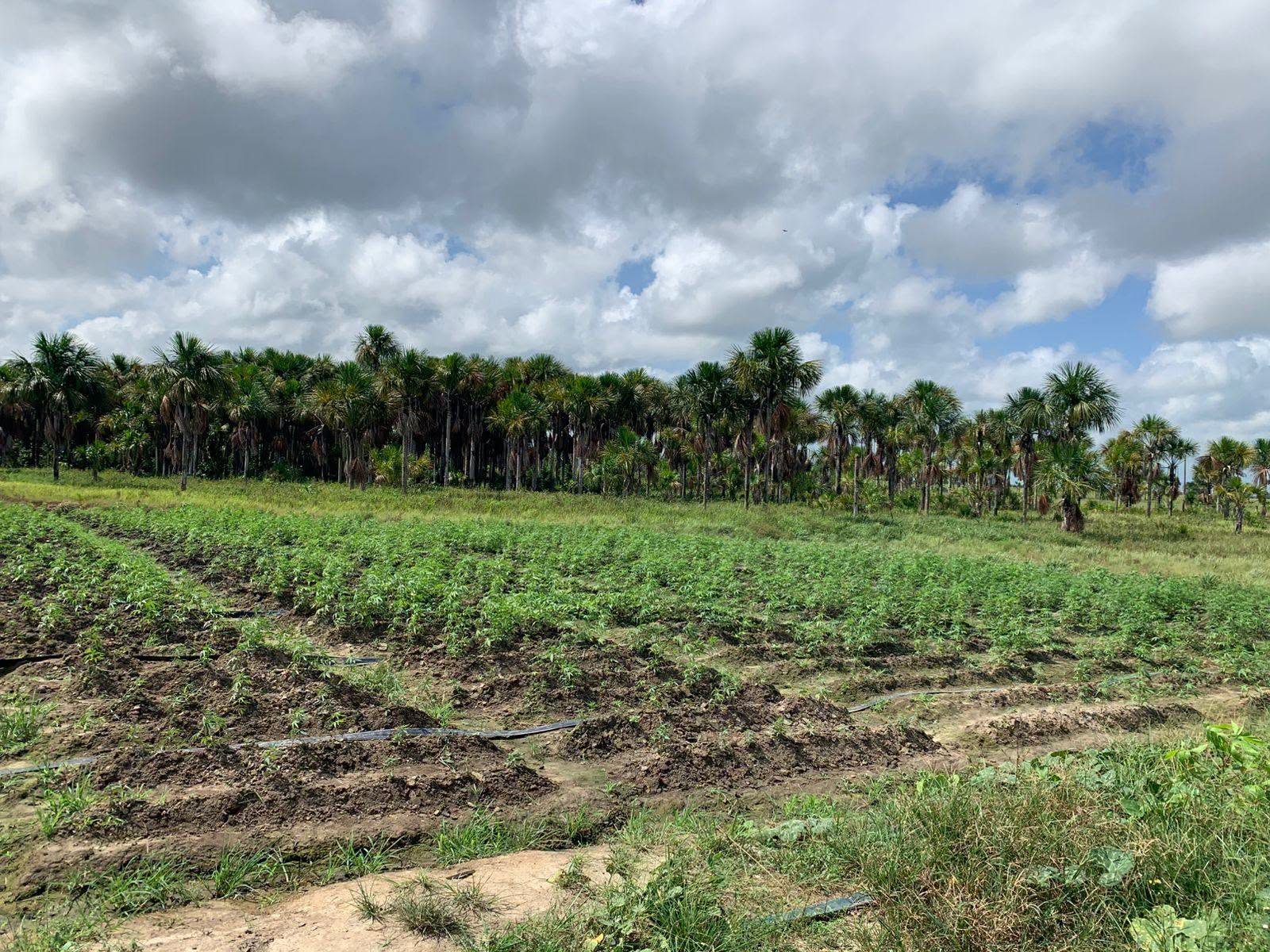 Cops destroy over $22.8M in ganja at Canje Creek