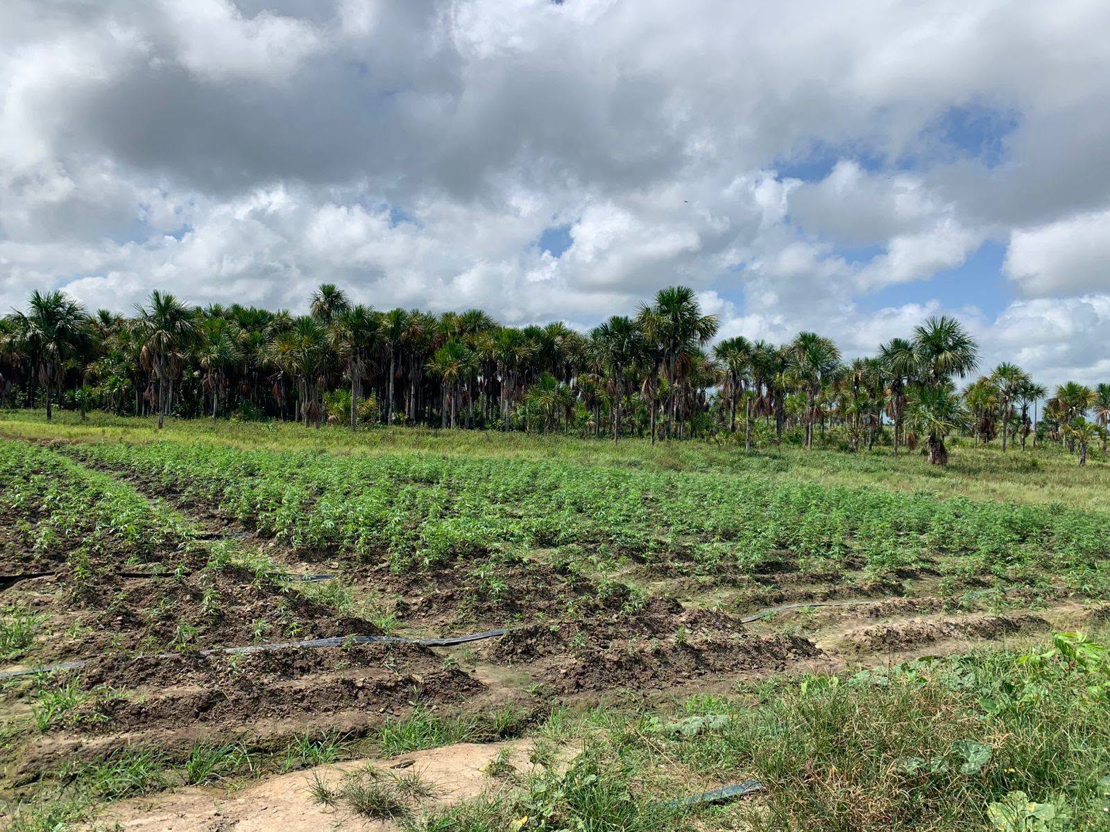 Cops destroy over $22.8M in ganja at Canje Creek