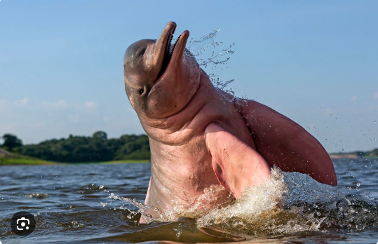 Interesting creature: Amazing facts about the Amazon Pink River Dolphins