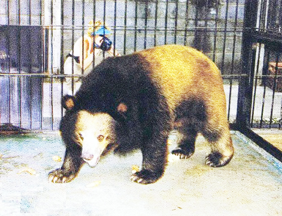 Interesting Creature: The Golden Moon Bear