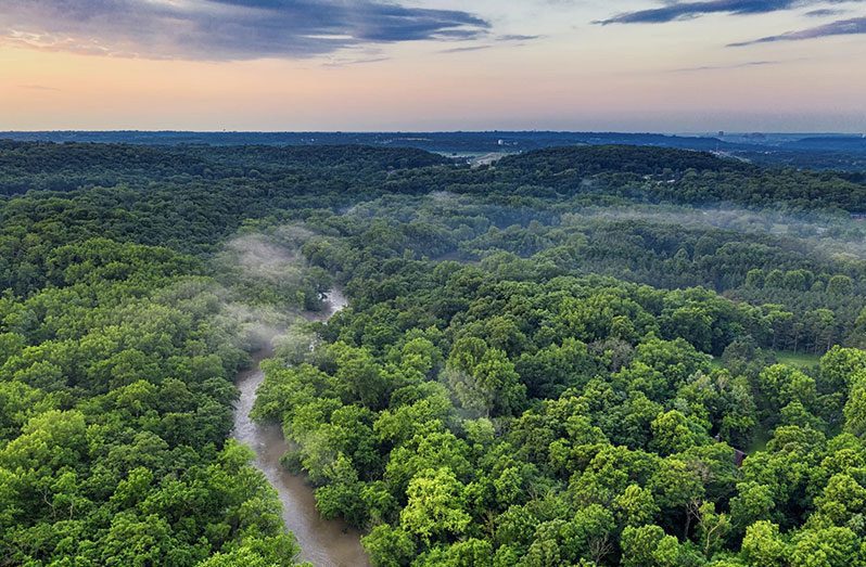 Guyana among 30 countries with quantified forest restoration commitments